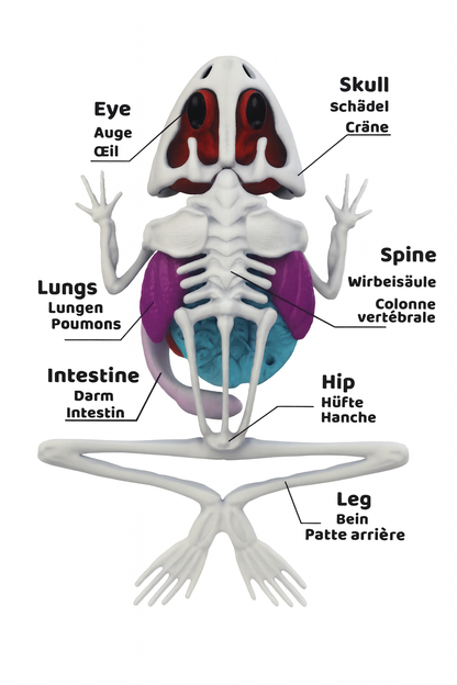 Rana laboratorio SLIMY Juego de experimentos con diseño de Rana